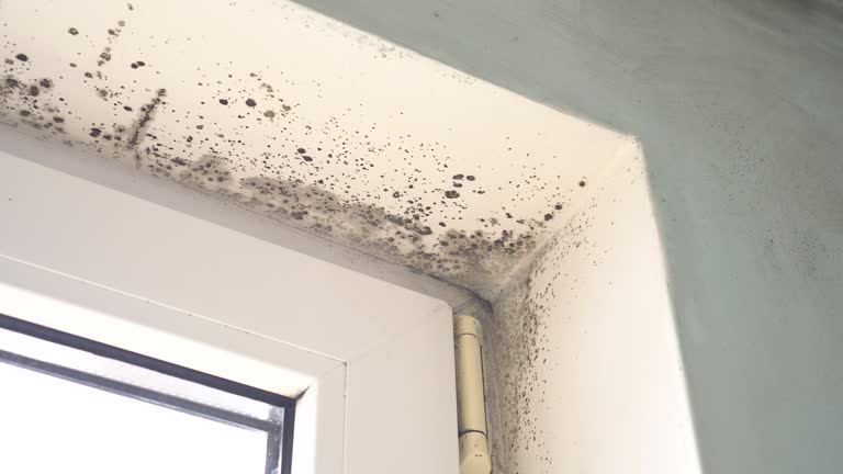 Best Basement Mold Removal  in Mishawaka, IN